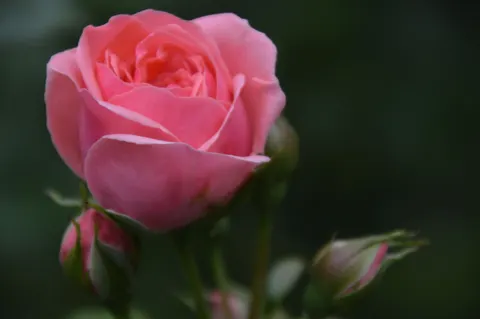 Rose 4K Hintergrundbild · flowers · 3840×2553