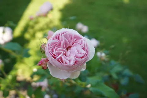 장미 4K 배경화면 · flowers · 3840×2560