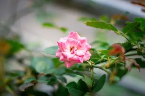 Papel de parede Rosa 4K · flowers · 3840×2560