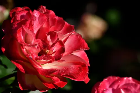 Rose 4K Wallpaper · flowers · 3840×2560