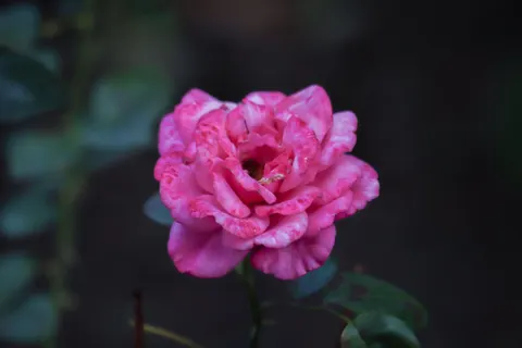 Rose 4K Hintergrundbild · flowers · 3840×2560