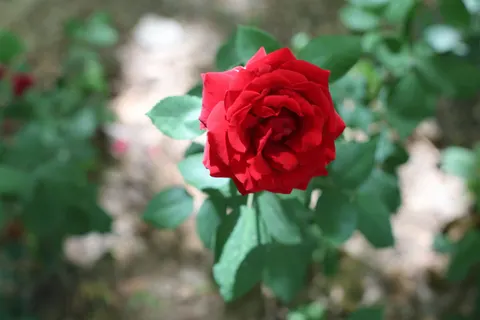 Fondo de pantalla Rosa 4K · flowers · 3840×2560