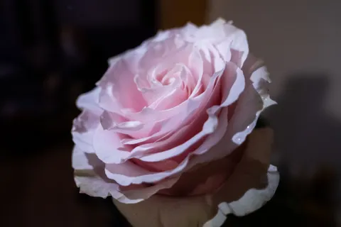 Обои Роза 4K · flowers · 3840×2560