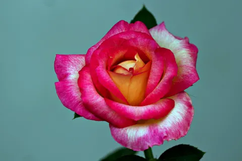 Rose 4K Hintergrundbild · flowers · 3840×2560