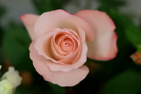 Fond d'écran Rose 4K · flowers · 3840×2560