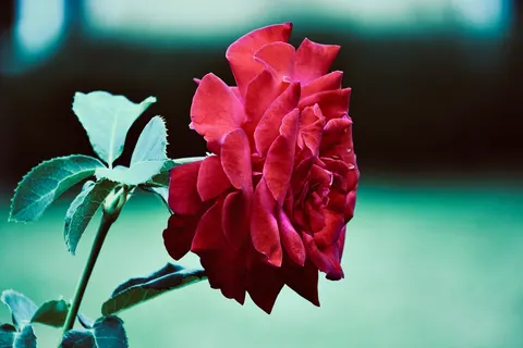 Fondo de pantalla Rosa 4K · flowers · 3840×2560