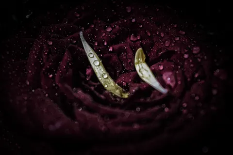 Rose 4K Wallpaper · flowers · 3840×2560
