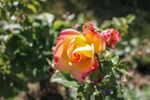 Fond d'écran Rose 4K · flowers · 3840×2560