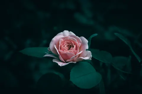 Fond d'écran Rose 4K · flowers · 3840×2560