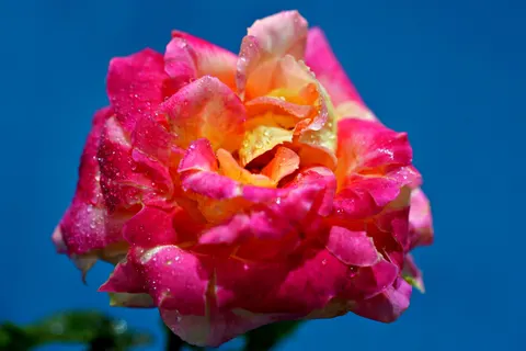 Rose 4K Wallpaper · flowers · 3840×2561