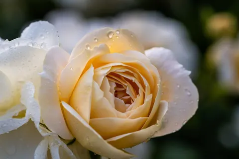 Fond d'écran Rose 4K · flowers · 3840×2560