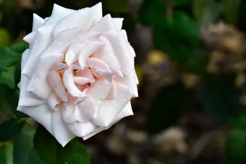 Fondo de pantalla Rosa 4K · flowers · 3840×2560