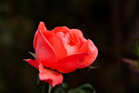 Rose 4K Hintergrundbild · flowers · 3840×2560