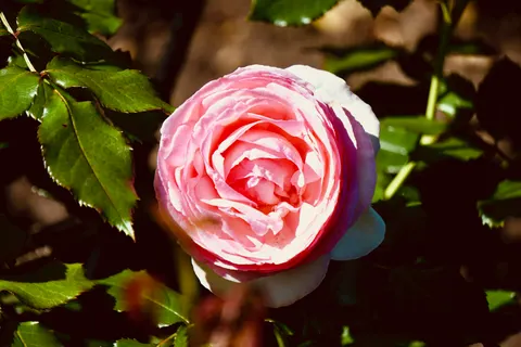 خلفية وردة بدقة 4K · flowers · 3840×2560