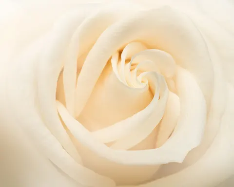 Fond d'écran Rose 4K · flowers · 3840×3072