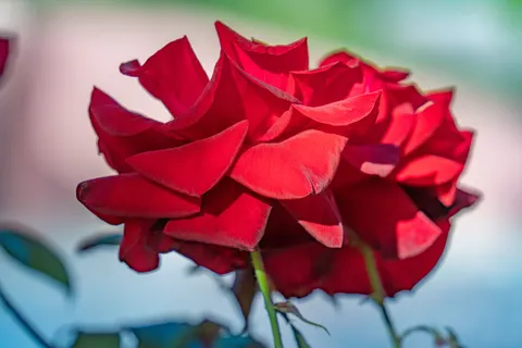 خلفية وردة بدقة 4K · flowers · 3840×2560