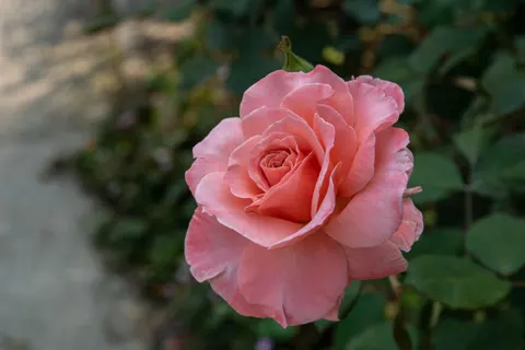 Rose 4K Wallpaper · flowers · 3840×2560