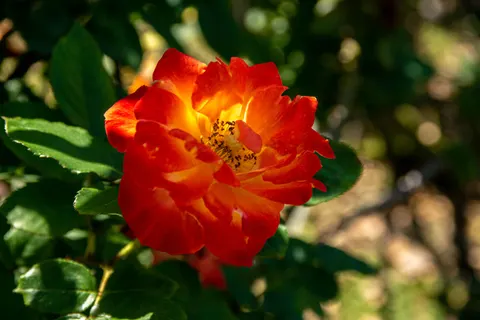 Rose 4K Hintergrundbild · flowers · 3840×2560