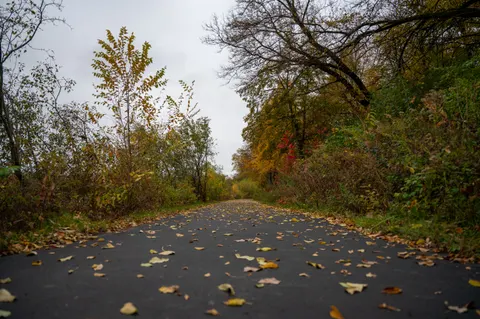 Sfondo Foresta Autunnale 4K · nature · 3840×2555