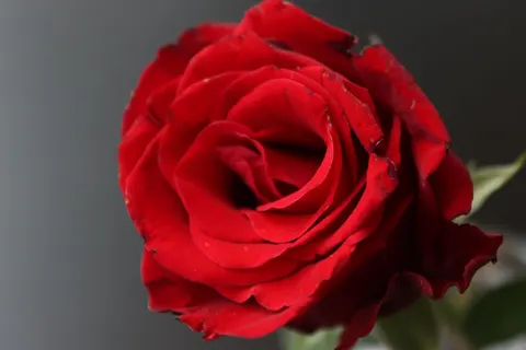 Fondo de pantalla Rosa 4K · flowers · 3840×2560