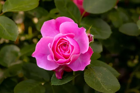 Rose 4K Hintergrundbild · flowers · 3840×2560