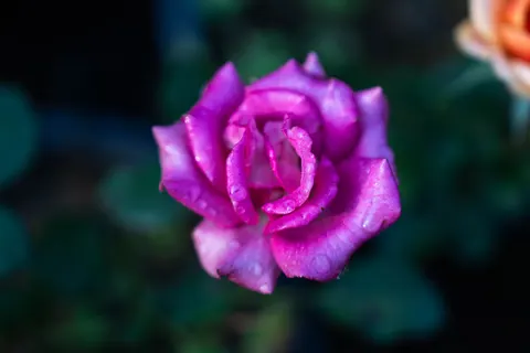 Rose 4K Wallpaper · flowers · 3840×2560