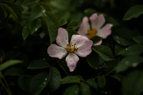 Rose 4K Wallpaper · flowers · 3840×2560