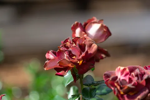 玫瑰 4K壁纸 · flowers · 3840×2560