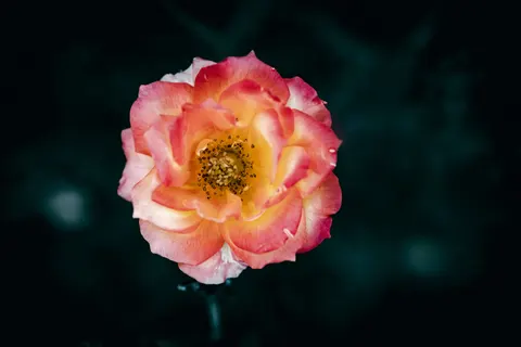 Rose 4K Hintergrundbild · flowers · 3840×2560