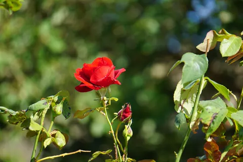 Rose 4K Hintergrundbild · flowers · 3840×2560