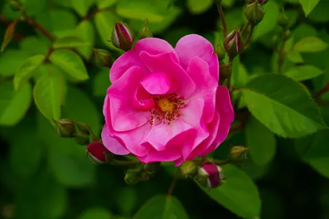 Rose 4K Hintergrundbild · flowers · 3840×2560