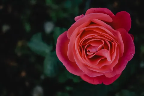 장미 4K 배경화면 · flowers · 3840×2560