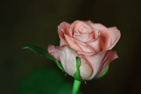 Rose 4K Wallpaper · flowers · 3840×2560