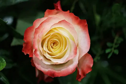 Обои Роза 4K · flowers · 3840×2560