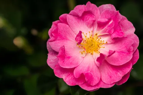 Rose 4K Wallpaper · flowers · 3840×2560