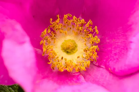 Rose 4K Hintergrundbild · flowers · 3840×2560