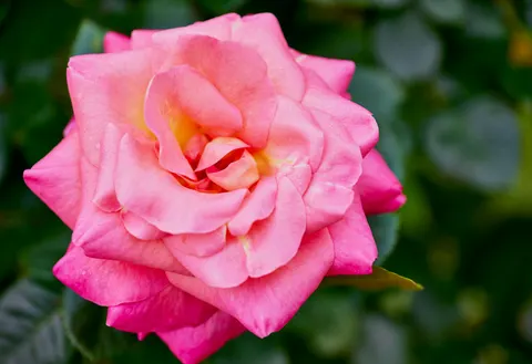 Rose 4K Wallpaper · flowers · 3840×2628