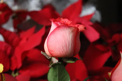 Fond d'écran Rose 4K · flowers · 3840×2560