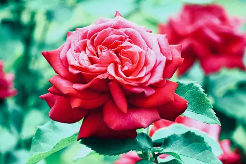 Rose 4K Hintergrundbild · flowers · 3840×2560