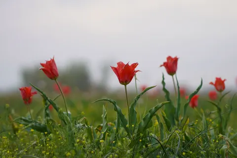 Tulip Field 4K Wallpaper · flowers · 3840×2560