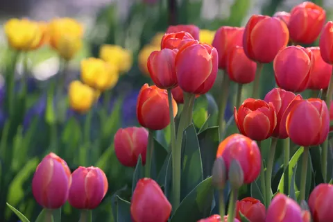 튤립 밭 4K 배경화면 · flowers · 3840×2560