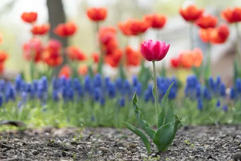 Tulip Field 4K Wallpaper · flowers · 3840×2560
