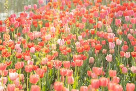 Tulpenfeld 4K Hintergrundbild · flowers · 3840×2560