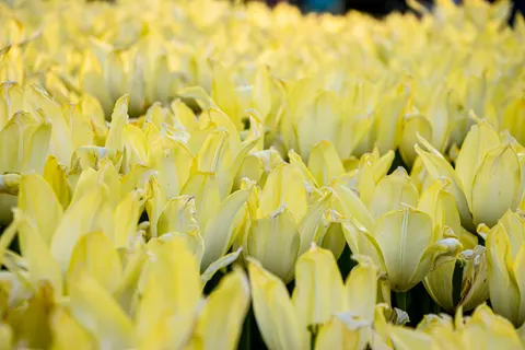 Обои Тюльпановое поле 4K · flowers · 3840×2560