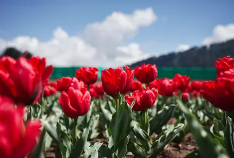 خلفية حقل التوليب بدقة 4K · flowers · 3840×2590