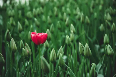 튤립 밭 4K 배경화면 · flowers · 3840×2560