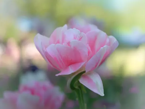 Tulip Field 4K Wallpaper · flowers · 3840×2882