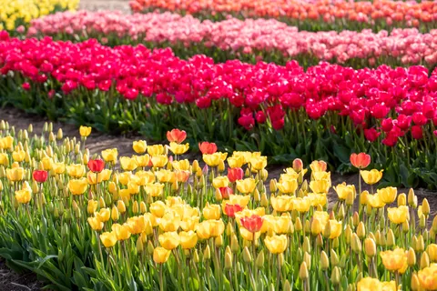 Fond d'écran Champ de tulipes 4K · flowers · 3840×2560