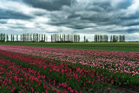 Tulip Field 4K Wallpaper · flowers · 3840×2560