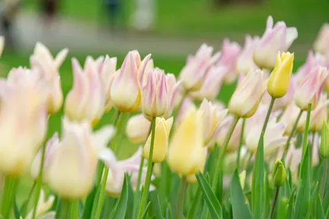 郁金香田 4K壁纸 · flowers · 3840×2563